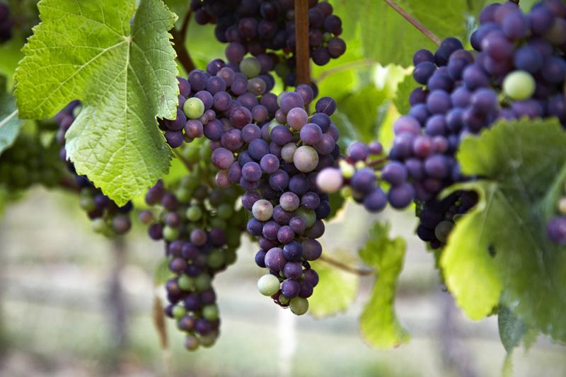 Vineyard located in Victoria